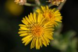 Heterotheca subaxillaris
