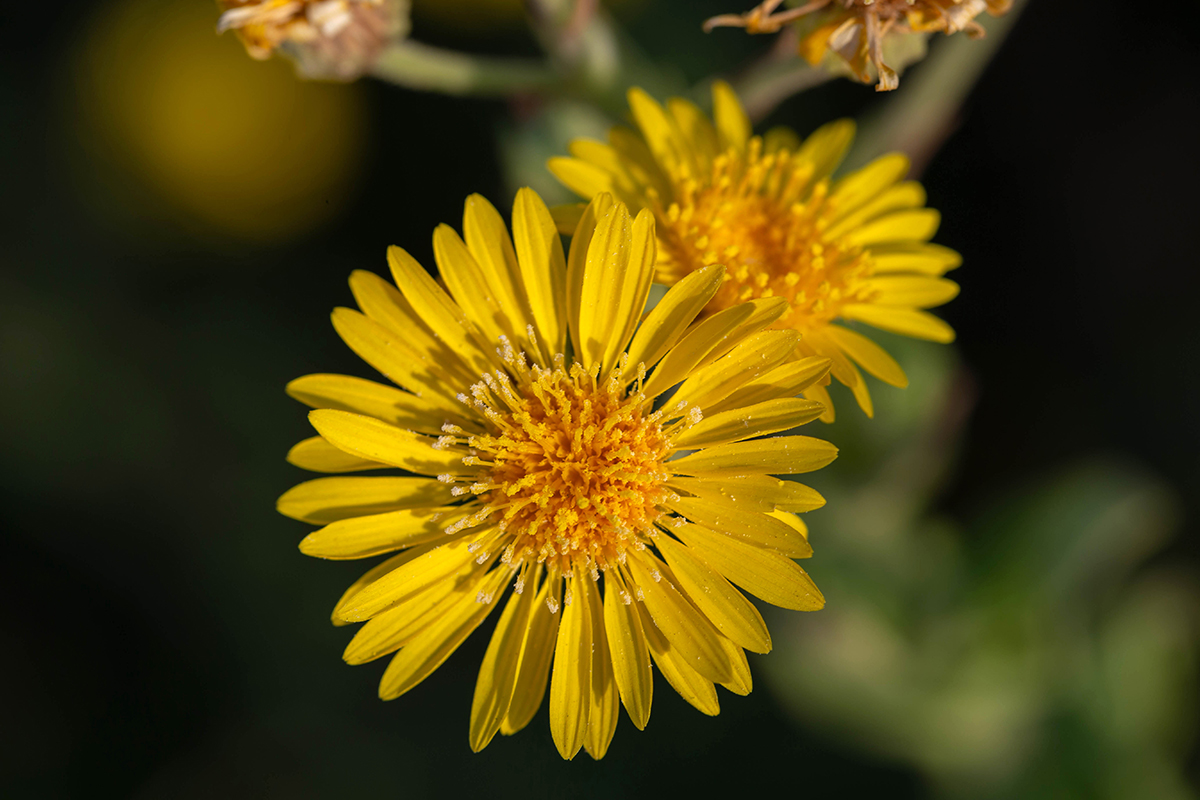 Image of Heterotheca subaxillaris specimen.