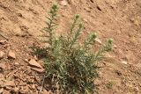 Cirsium turkestanicum. Растение на стадии бутонизации. Узбекистан, Ташкентская обл., южный склон Чаткальского хребта, бассейн р. Ахангаран, окр. г. Янгиабад, водораздел рек Дукентсай и Каттасай, глинисто-каменистый склон со стороны р. Каттасай. 15.07.2021.