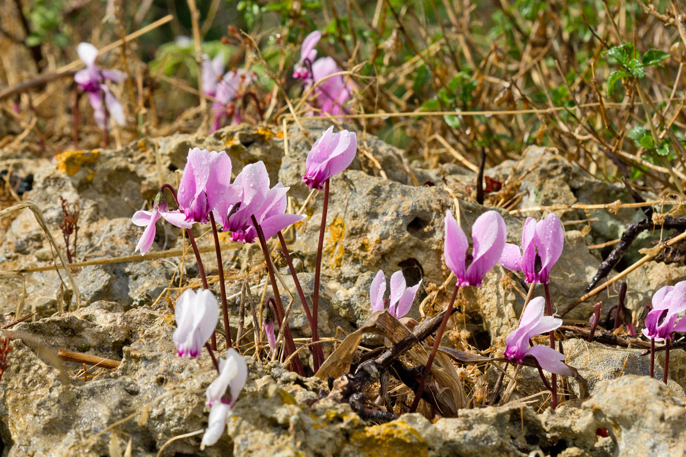 Image of Cyclamen graecum specimen.