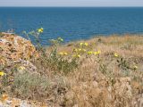 Potentilla taurica. Цветущие растения. Крым, Керченский п-ов, Ленинский р-н, окр с. Осовины, мыс Орёл, остепнённый приморский склон, степь, на известняковой глыбе. 28.05.2021.