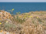 Potentilla taurica