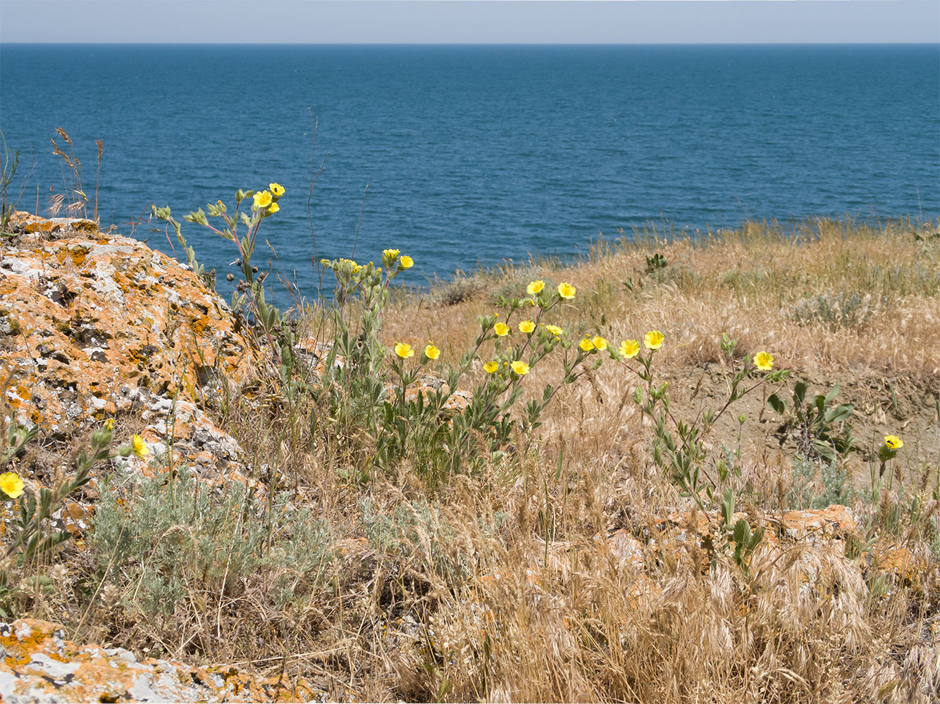 Image of Potentilla taurica specimen.