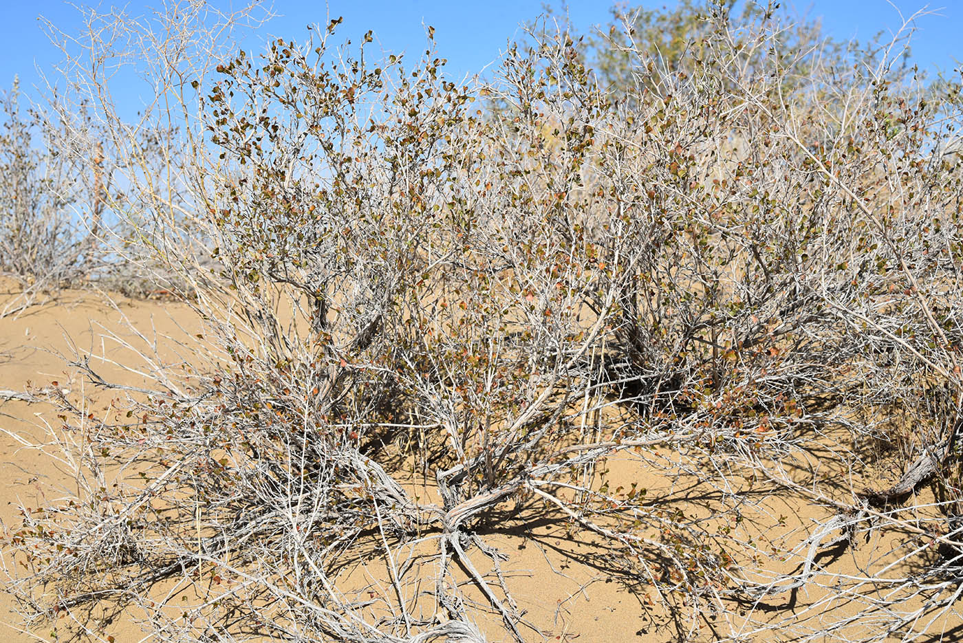 Image of Atraphaxis pyrifolia specimen.