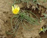 genus Tragopogon. Цветущее растение. Азербайджан, Лерикский р-н, Зуванд. 12.04.2010.