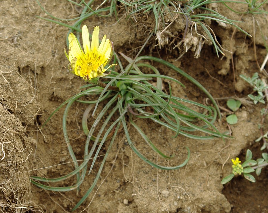 Изображение особи род Tragopogon.