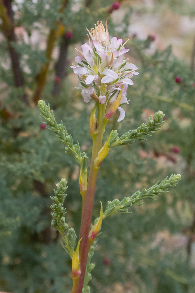 Image of Myricaria bracteata specimen.