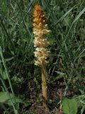Orobanche alba form maxima. Цветущее растение. Краснодарский край, Кущёвский р-н, балка Сухая. 20.05.2013.