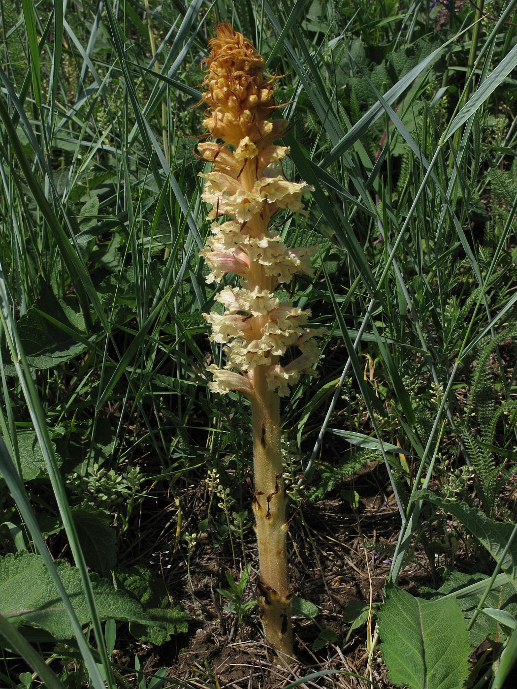 Image of Orobanche alba f. maxima specimen.