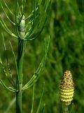 Equisetum fluviatile