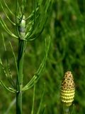 Equisetum fluviatile. Часть вегетативного побега и стробил. Киев, луг возле Cвятошинского озера. Начало июня 2005 г.