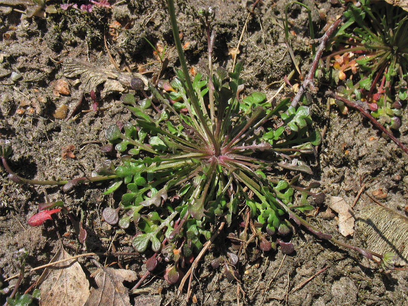 Image of Teesdalia nudicaulis specimen.
