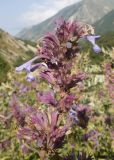 Nepeta grandiflora. Верхушка соцветия с цветками и завязавшимися плодами. Кабардино-Балкария, Черекский р-н, Кабардино-Балкарский высокогорный заповедник, Черек-Безенгийское ущелье, ≈ 1600 м н.у.м., левый берег реки Черек-Хуламский. 18.08.2021.