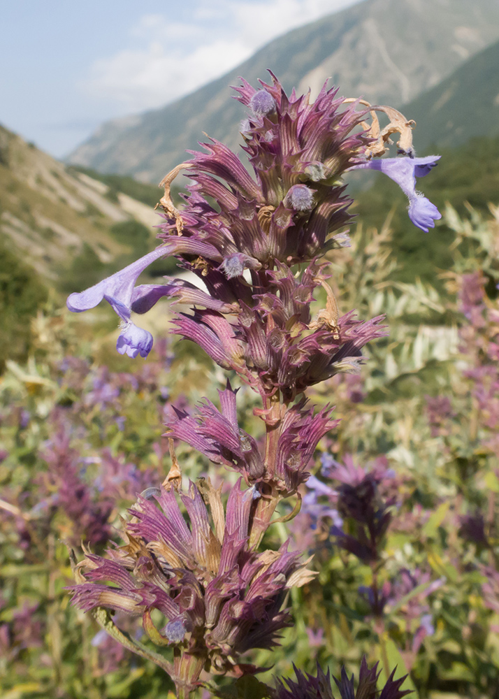 Image of Nepeta grandiflora specimen.