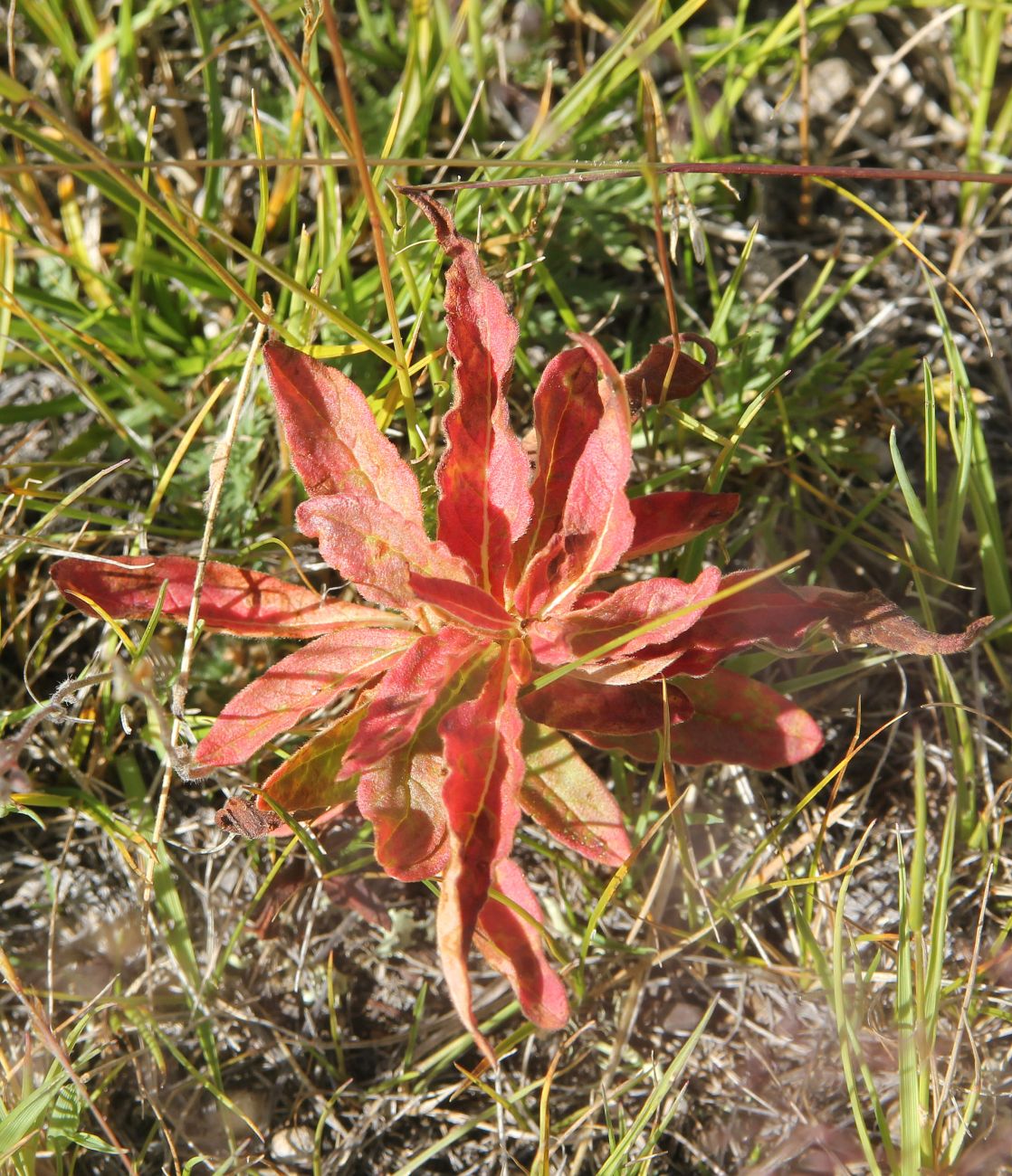 Изображение особи Aconogonon alpinum.