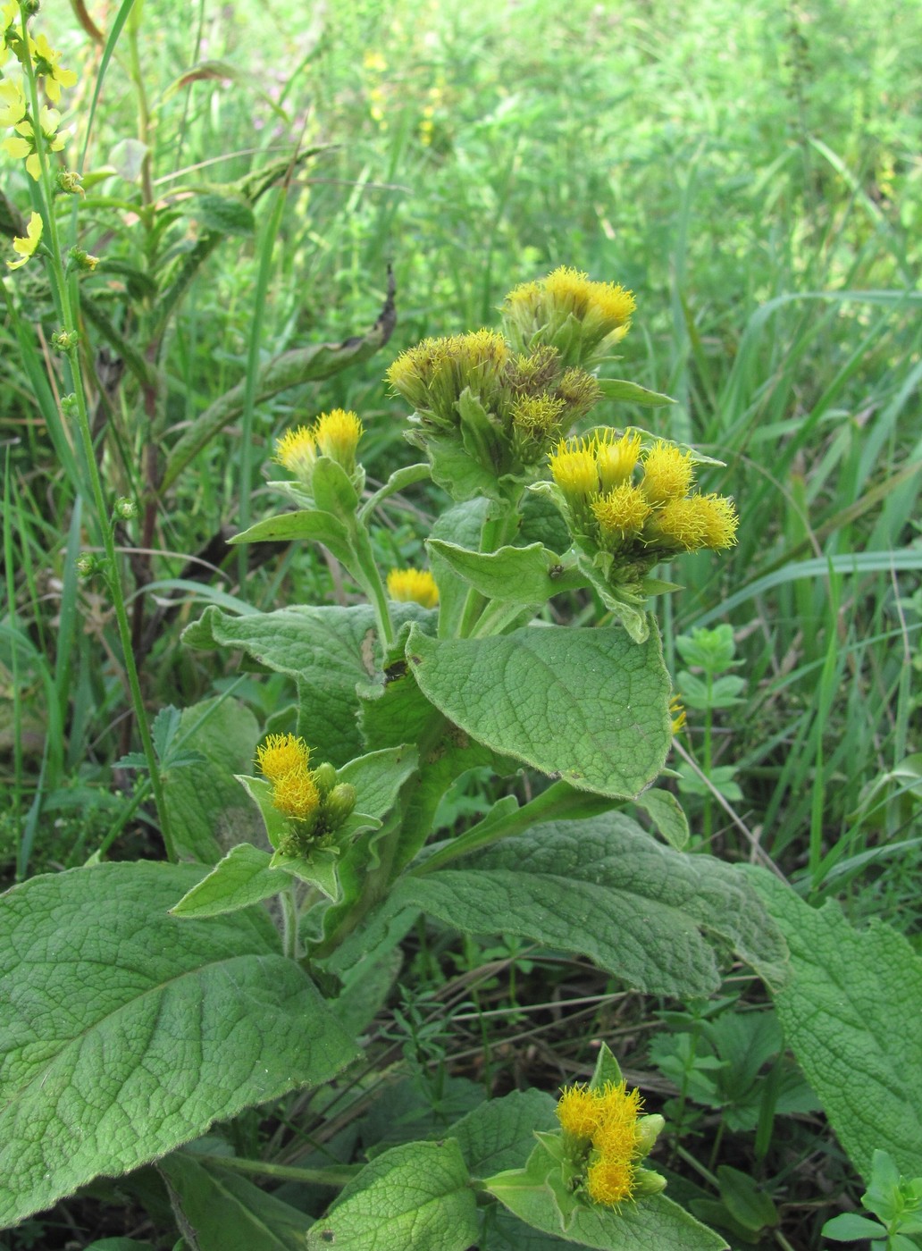 Изображение особи Inula thapsoides.