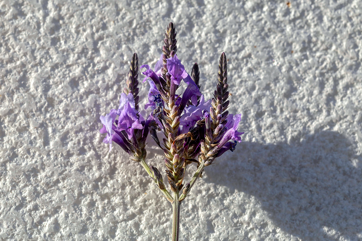 Image of Lavandula pinnata specimen.