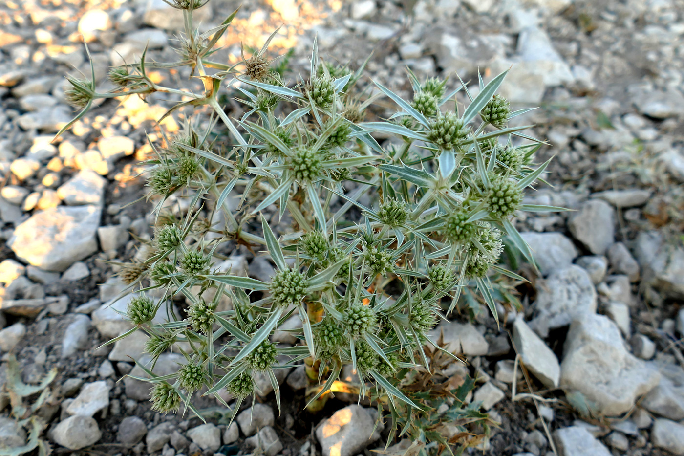 Изображение особи Eryngium campestre.