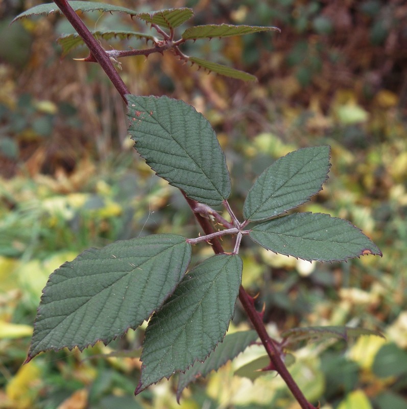 Изображение особи Rubus sanctus.