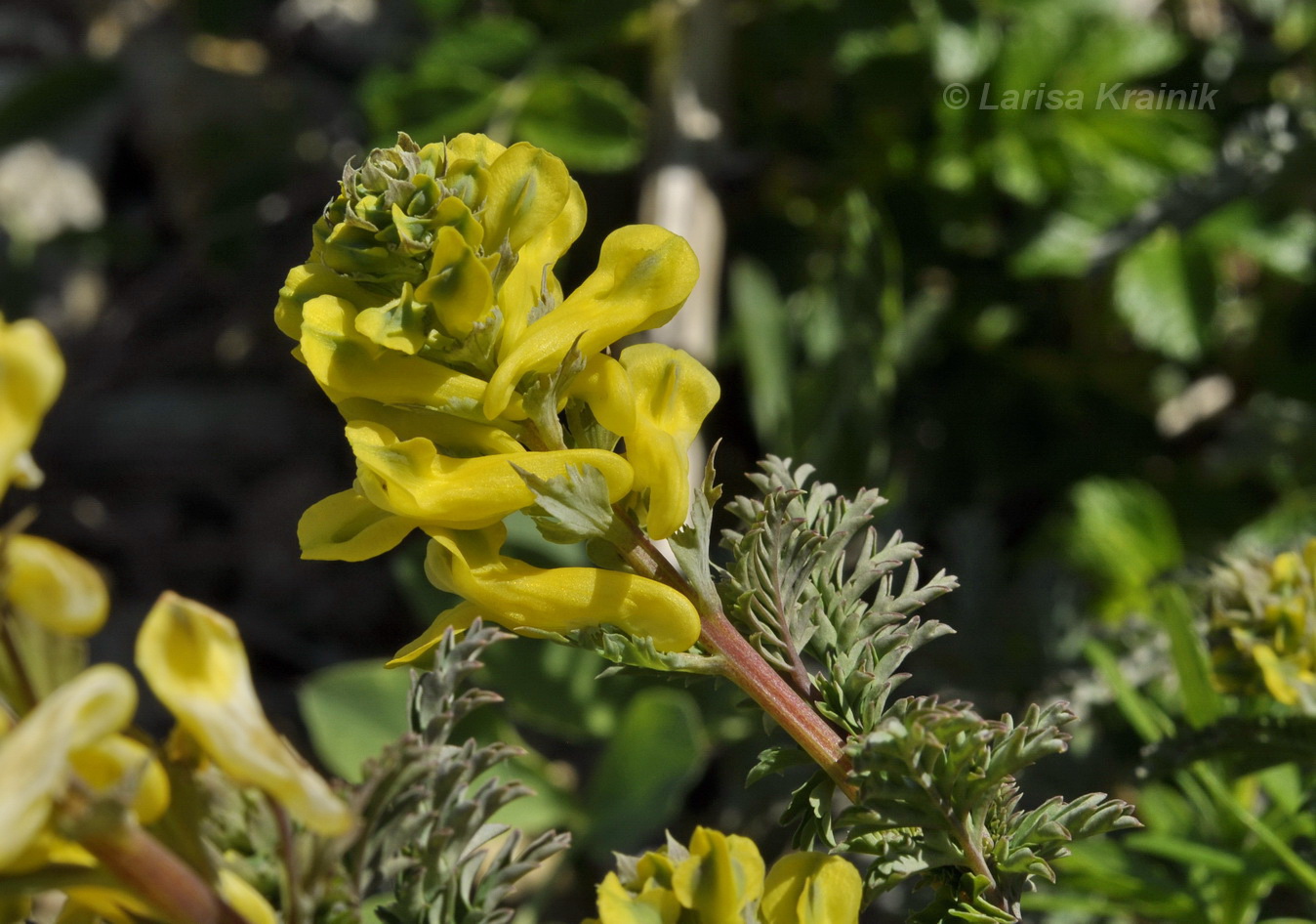 Image of Corydalis speciosa specimen.