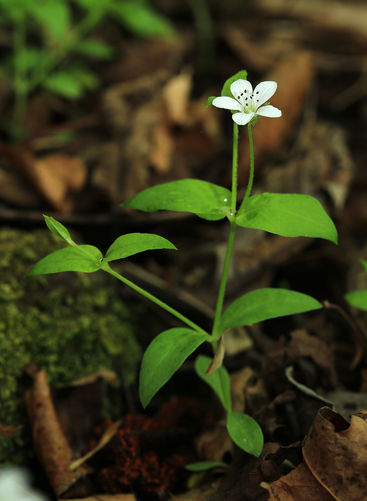 Image of Pseudostellaria davidii specimen.