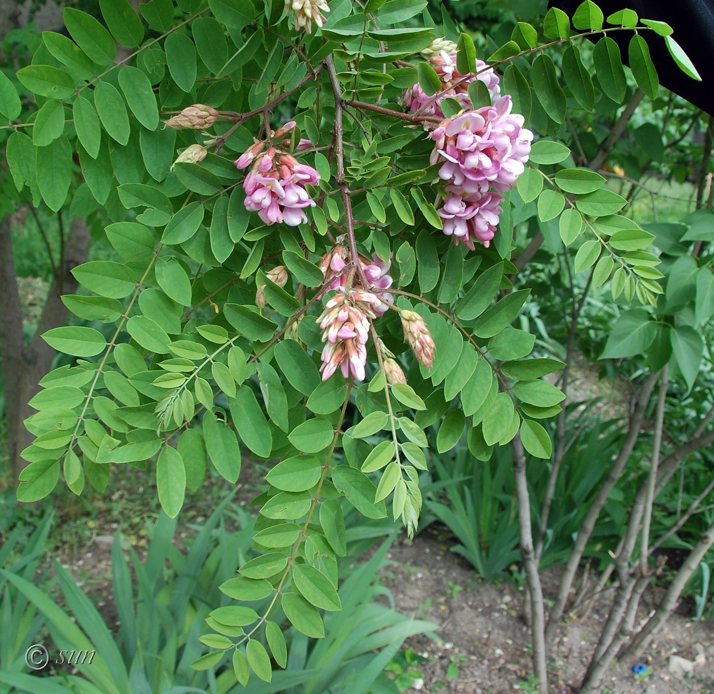 Изображение особи Robinia × longiloba.