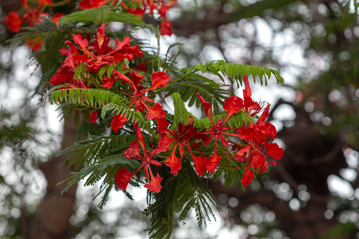 Изображение особи Delonix regia.