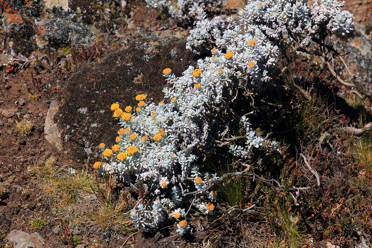 Изображение особи семейство Asteraceae.