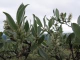 Salix glauca