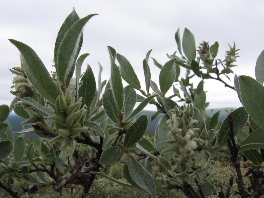 Изображение особи Salix glauca.