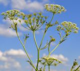 Pimpinella saxifraga. Верхушка растения с соцветиями. Тульская обл., Плавский р-н, окр. пос. Молочные Дворы, луг. 24.07.2022.