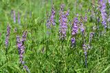 Vicia tenuifolia