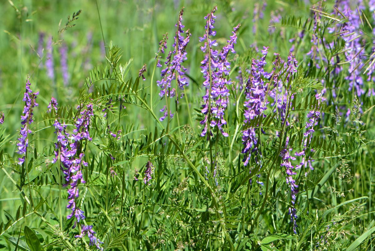 Изображение особи Vicia tenuifolia.