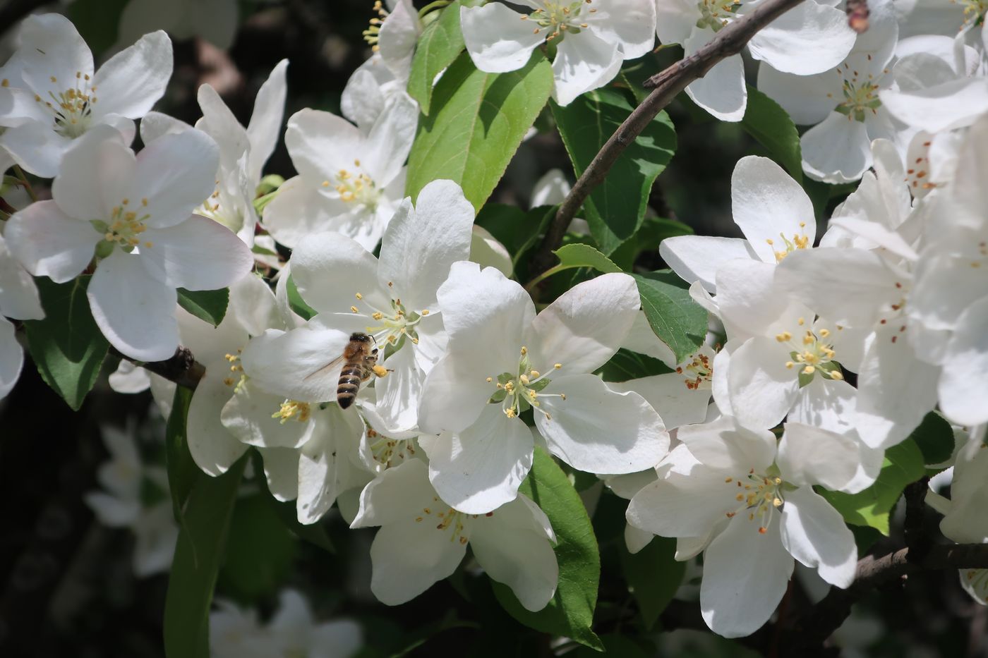 Изображение особи Malus baccata.