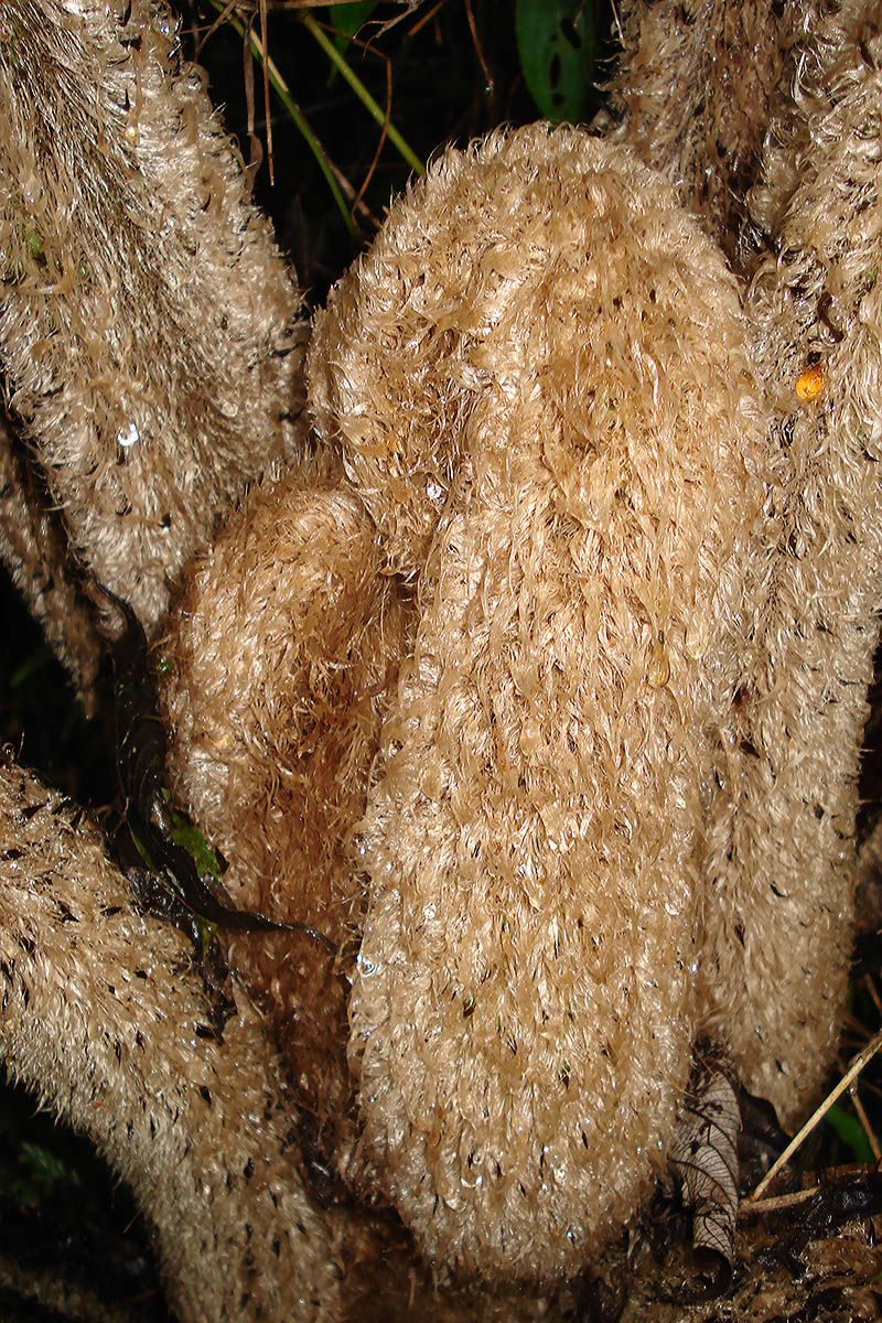 Image of Angiopteris evecta specimen.