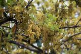 genus Quercus. Ветви с соцветиями. Бутан, дзонгхаг Паро, перевал Chelela Pass. 12.05.2019.