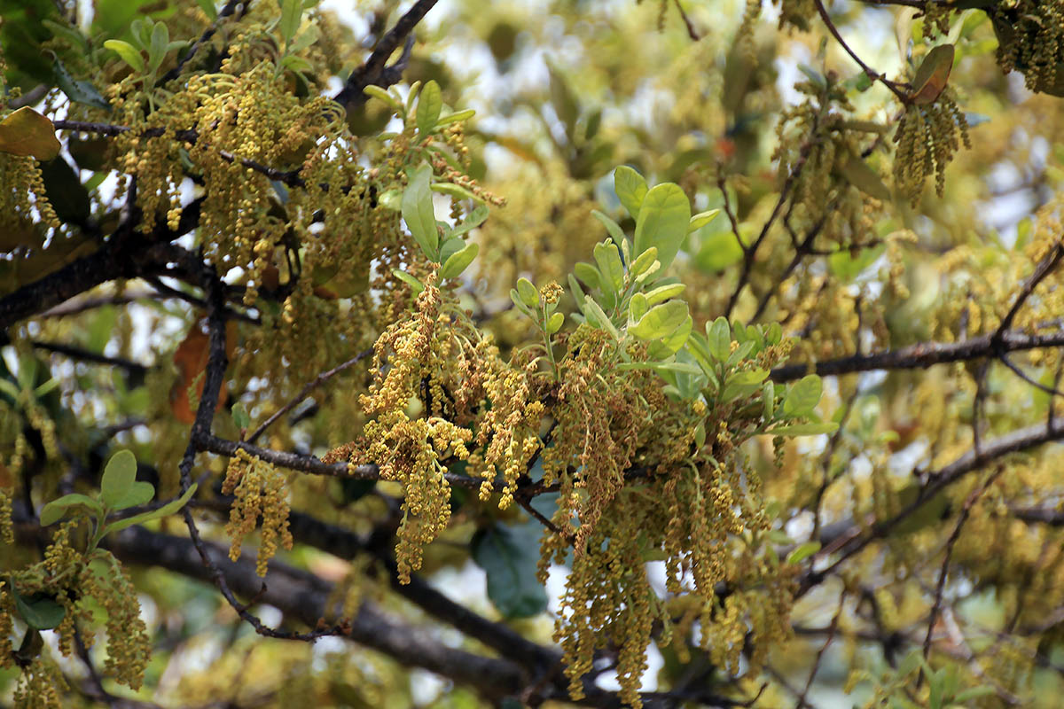 Изображение особи род Quercus.