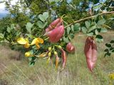 Colutea arborescens