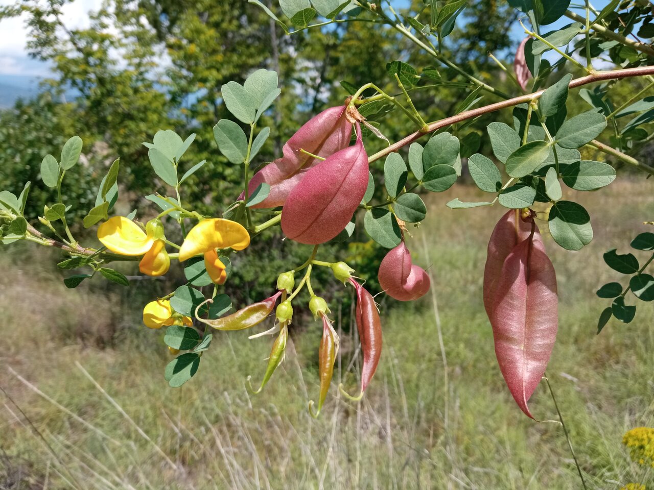 Image of Colutea arborescens specimen.