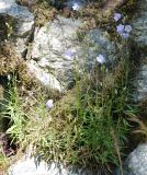 Campanula rotundifolia. Цветущие растения. Норвегия, Бриксдайл. 04.07.2008.