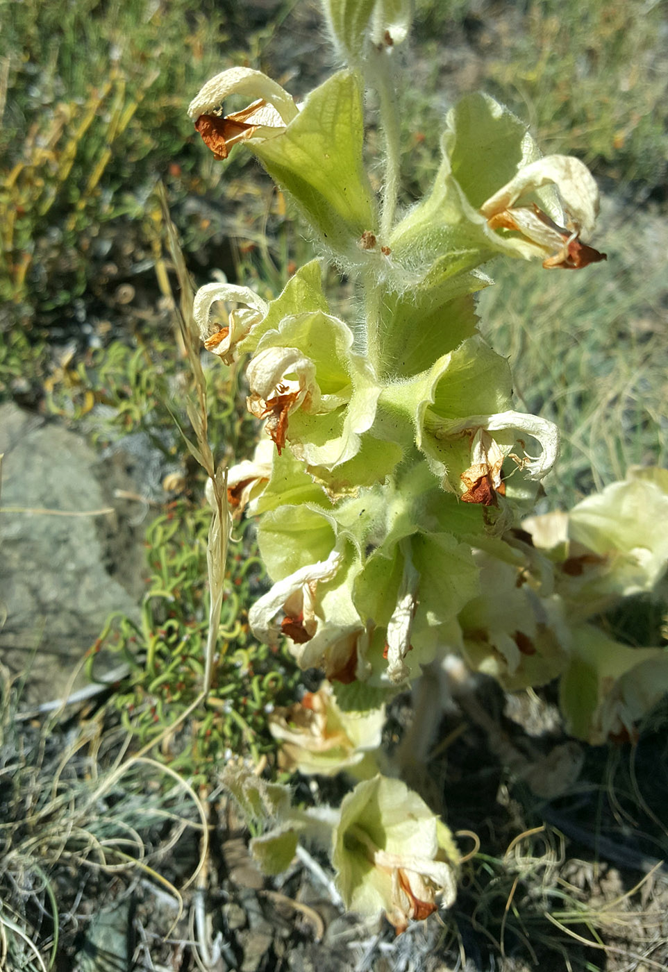 Image of Eremostachys molucelloides specimen.