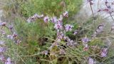 Limonium suffruticosum