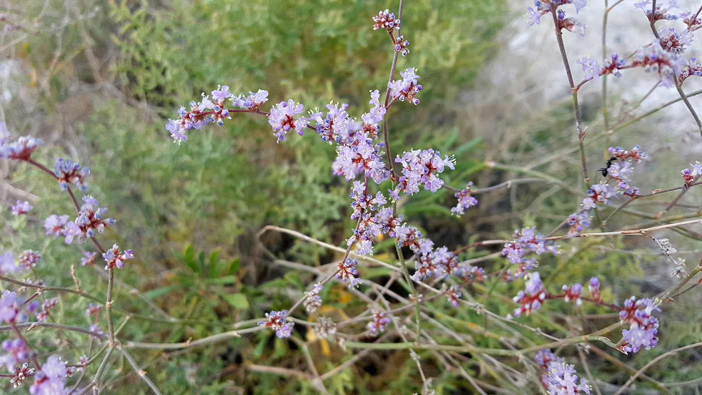 Изображение особи Limonium suffruticosum.