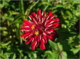 Zinnia elegans