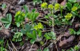 Sibbaldia procumbens. Цветущие растения. Хакасия, Орджоникидзевский р-н, верховья р. Правая Сарала, опушка березняка. 08.06.2022.