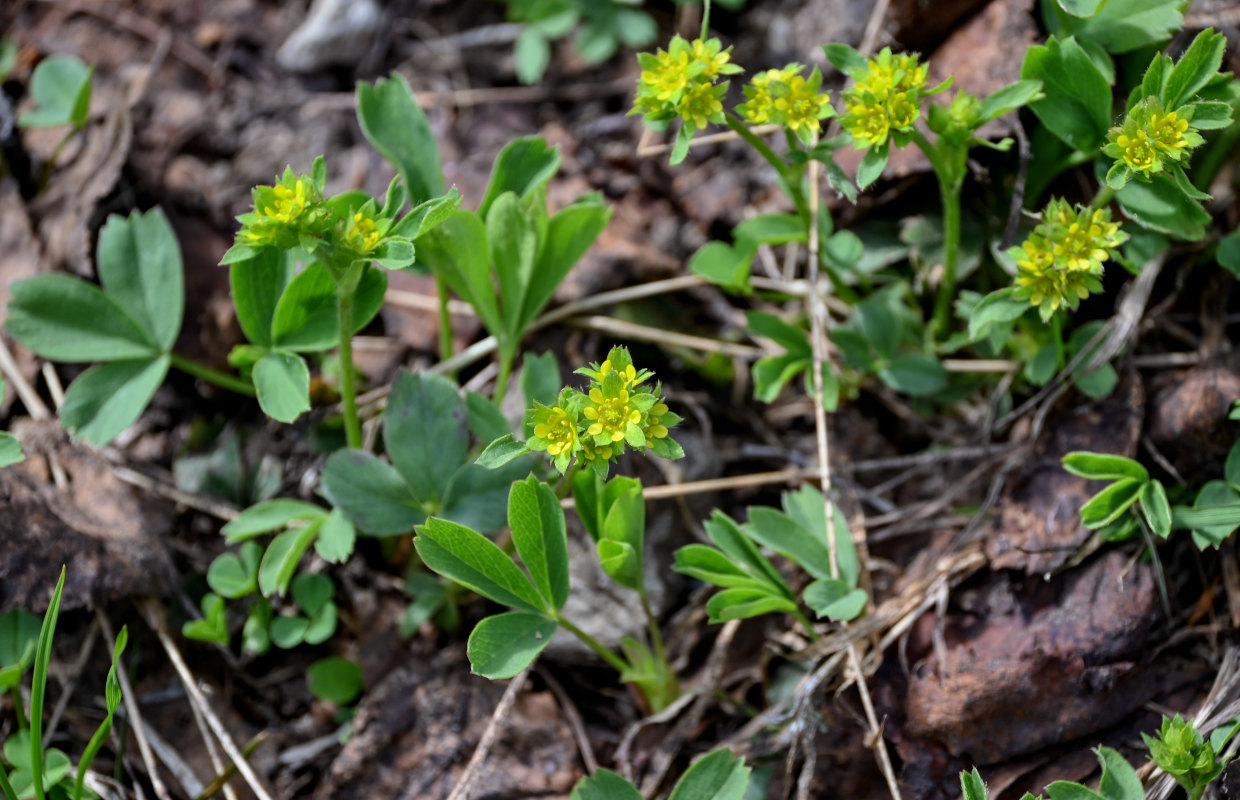 Image of Sibbaldia procumbens specimen.