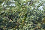 Prosopis pallida. Часть кроны с соцветиями, плодами и листьями. Индия, штат Гуджарат, округ Бхавнагар, национальный парк \"Блекбак Велавадар\". 11.12.2022.