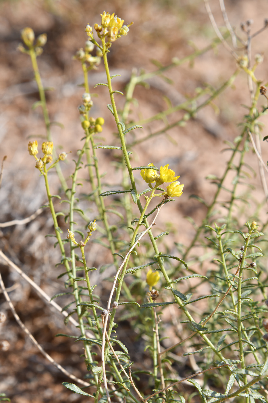 Image of Haplophyllum multicaule specimen.