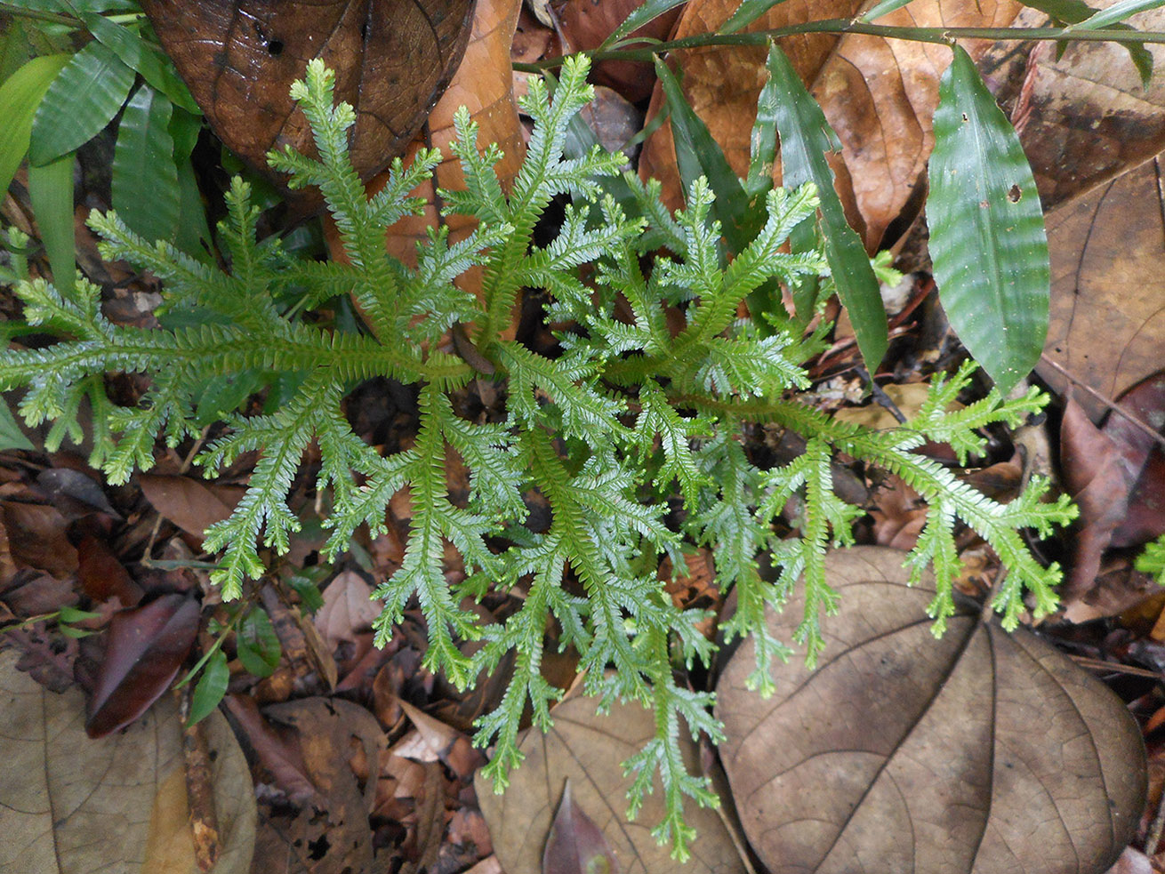 Image of Selaginella mayeri specimen.