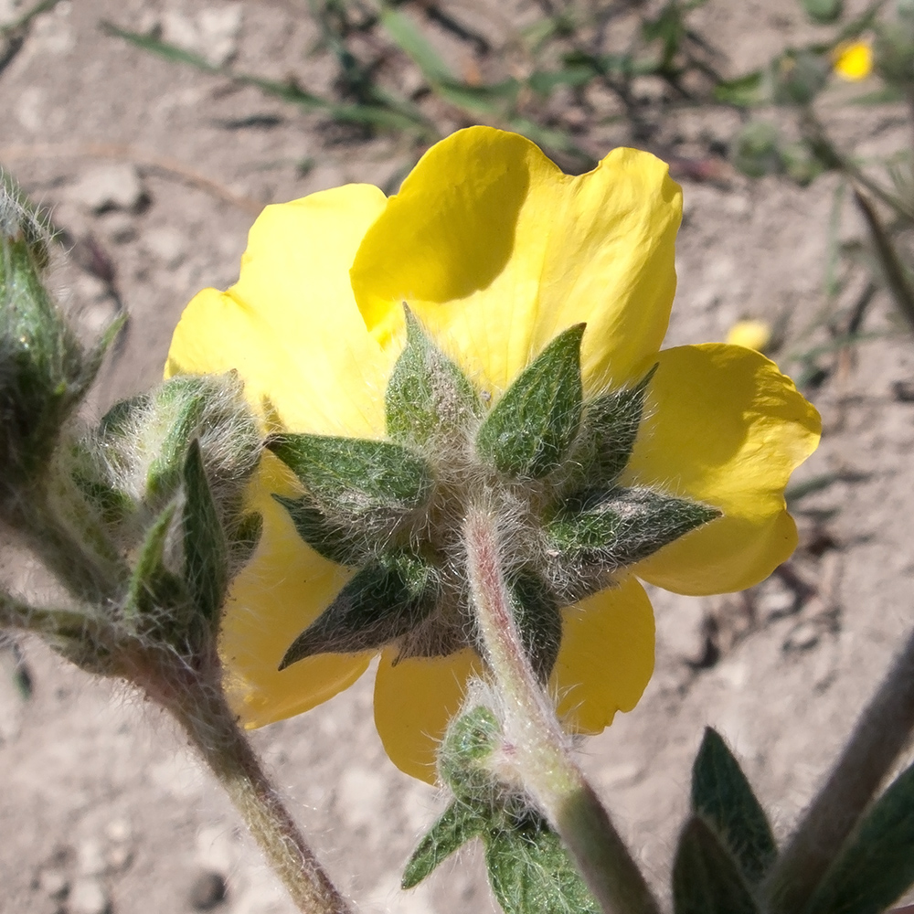 Image of Potentilla taurica specimen.